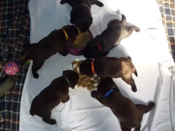 Štěňata Labradorský retriever