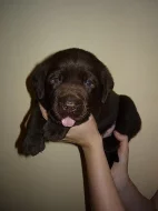 Štěňata Labradorský retriever