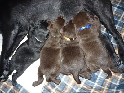 Štěňata Labradorský retriever