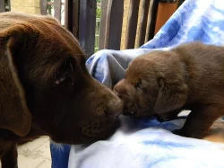 čokoládová štěňátka labradorského retrievera s PP