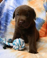 čokoládová štěňátka labradorského retrievera s PP