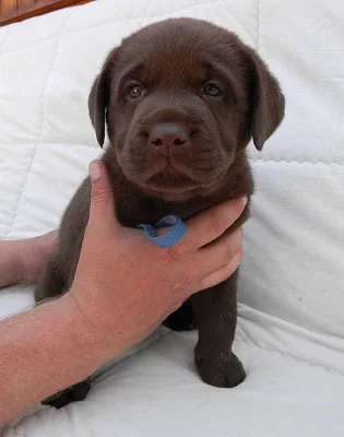 čokoládová štěňátka labradorského retrievera s PP