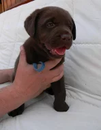 čokoládová štěňátka labradorského retrievera s PP