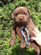 čokoládová štěňátka labradorského retrievera s PP
