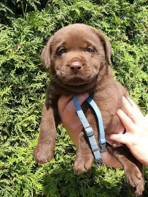 čokoládová štěňátka labradorského retrievera s PP