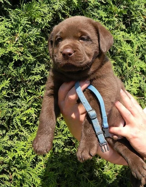 čokoládová štěňátka labradorského retrievera s PP
