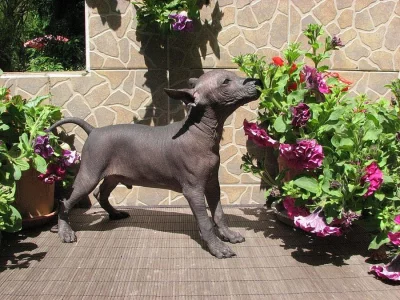 Xoloitzquintle - Mexický naháč s PP