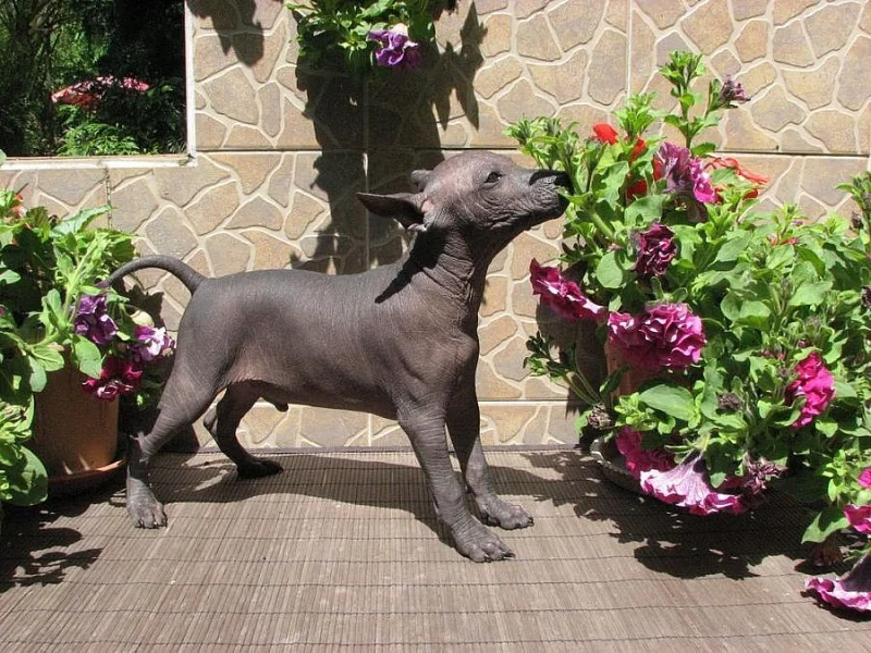Xoloitzquintle - Mexický naháč s PP