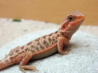 AGAMA VOUSATA