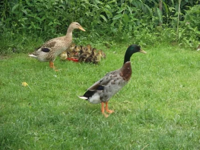 Indický běžec