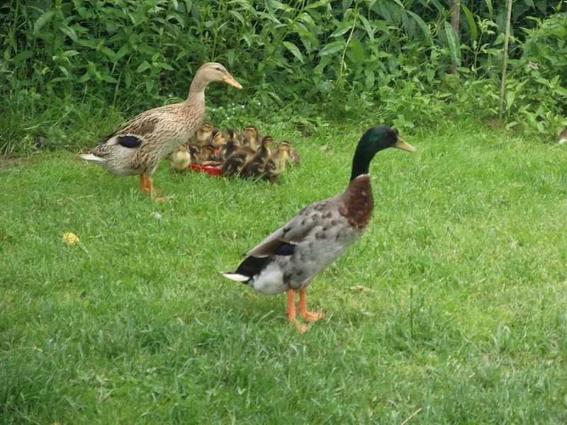 Indický běžec