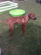 Štěňátka rhodézského ridgebacka