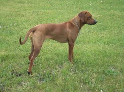 Štěňátka rhodézského ridgebacka