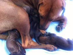 Štěňátka rhodézského ridgebacka