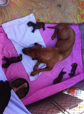 Štěňátka rhodézského ridgebacka