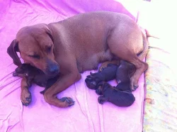 Štěňátka rhodézského ridgebacka