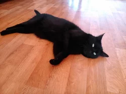 Daruji černou Kočku domácí