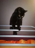 Daruji černou Kočku domácí