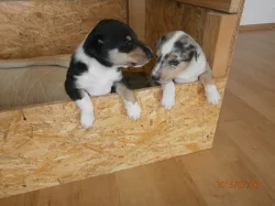 Štěňátka krátkosrstá kolie