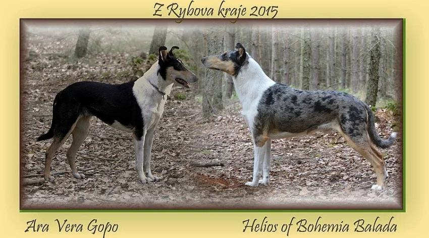 Štěňátka krátkosrstá kolie