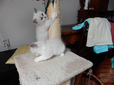 Ragdoll- koťátka s PP - hadrová panenka