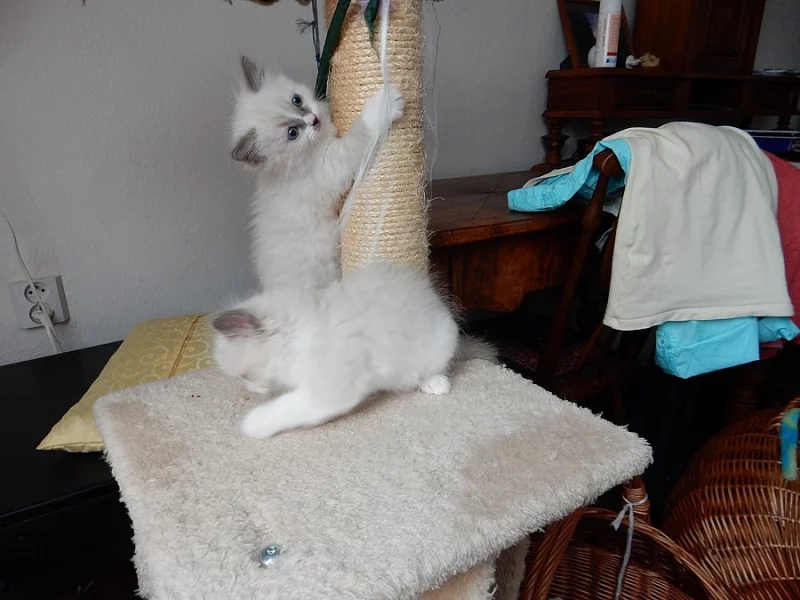 Ragdoll- koťátka s PP - hadrová panenka
