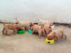 Labradorský retrívr - štěnata