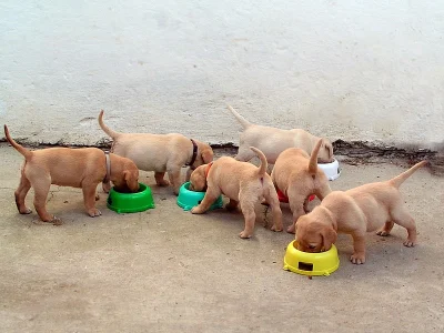 Labradorský retrívr - štěnata