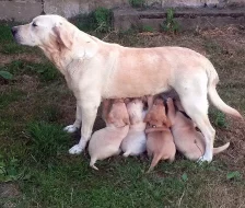 Labradorský retrívr - štěnata