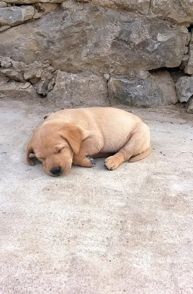 Labradorský retrívr - štěnata