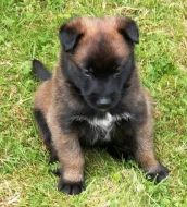 Štěňata BO malinois