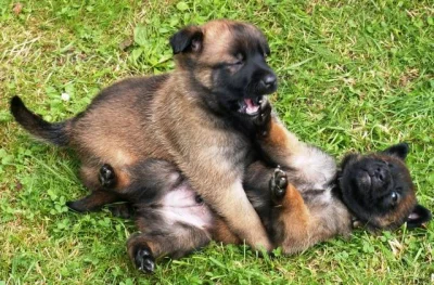 Štěňata BO malinois