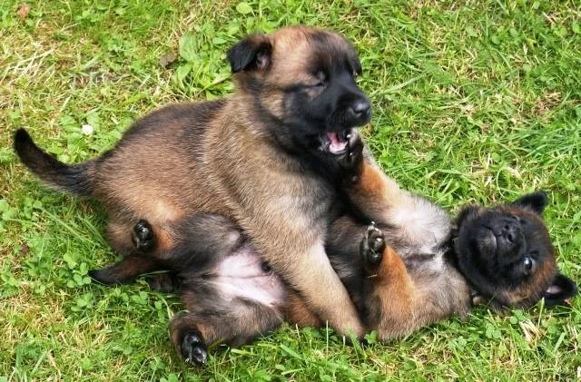 Štěňata BO malinois