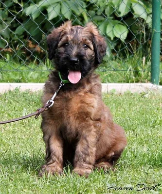 BRIARD - plavá štěňátka