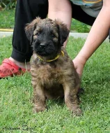 BRIARD - plavá štěňátka