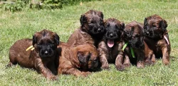 BRIARD - plavá štěňátka