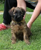 BRIARD - plavá štěňátka