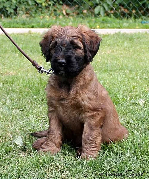 BRIARD - plavá štěňátka