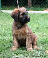 BRIARD - plavá štěňátka