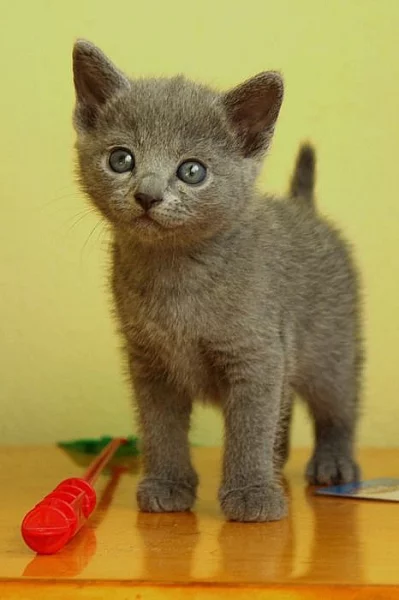 Ruská modrá kočka