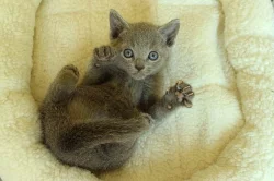 Ruská modrá kočka