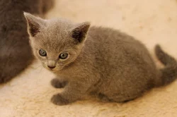 Ruská modrá kočka