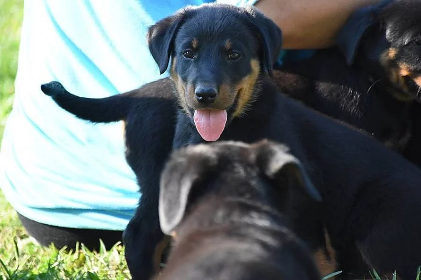 Beauceron s PP