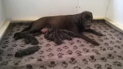 Štěňátka retrívrů a labradorů s PP