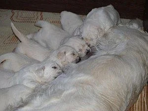 Štěňátka retrívrů a labradorů s PP