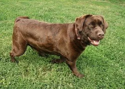 Štěňátka retrívrů a labradorů s PP