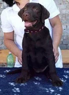 Štěňátka retrívrů a labradorů s PP