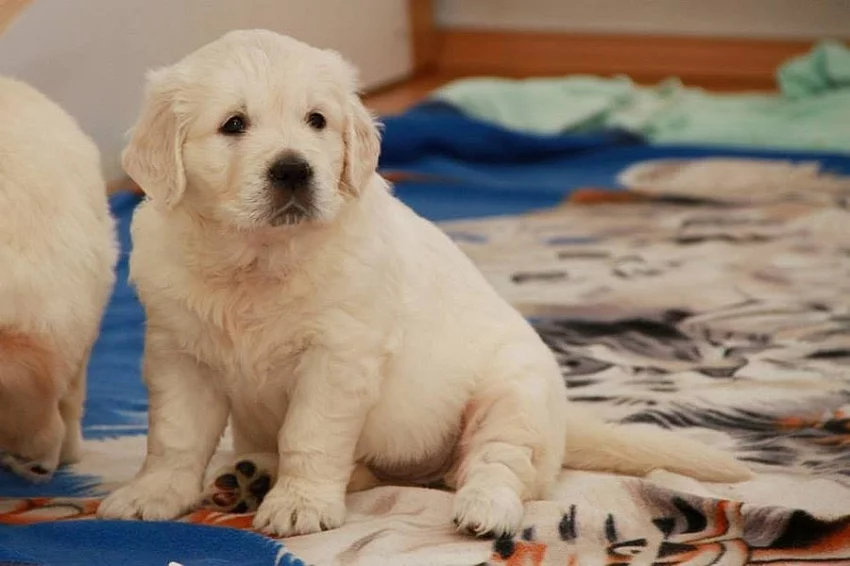 Štěňátka retrívrů a labradorů s PP