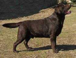 Štěňátka retrívrů a labradorů s PP