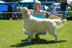 Štěňátka retrívrů a labradorů s PP